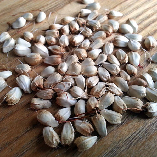 Ingredients Safflower Seeds